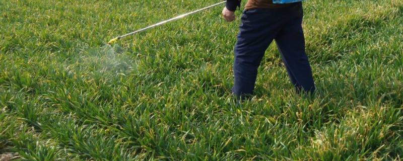 甲基二磺隆不能和什么除草剂配,打除草剂能加磷酸二氢钾吗