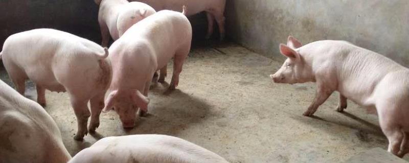 兽用氯前列醇钠的作用与效果,注射部位在哪里