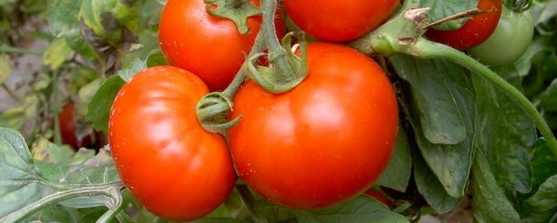 各种蔬菜育苗盘育苗方法,育苗盘用什么土好