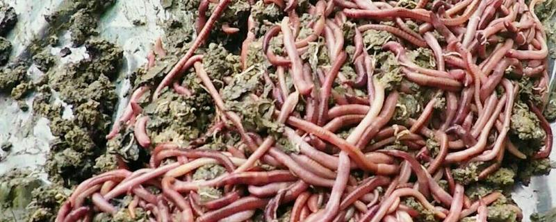 怎样养殖地龙,地龙是什么动物