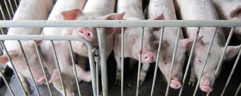 大白和长白有什么区别,哪个更适合做母猪