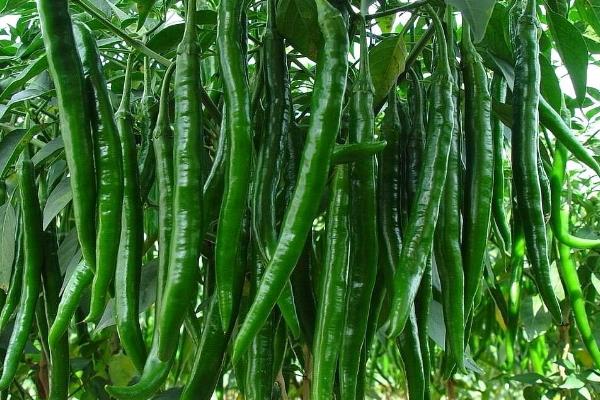 开春可以种什么蔬菜