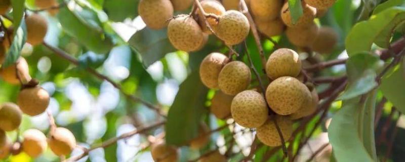 龙眼丰产素在荔枝的用法,荔枝开花期喷洒多效唑