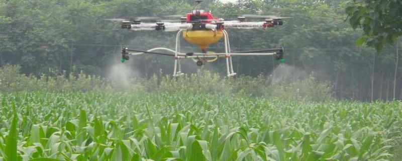 多菌灵的作用,多菌灵可以直接浇灌吗