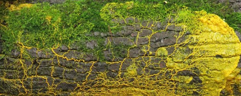 如何得到黏菌,黏菌怎么培养