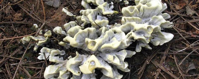 野山菌的种类及图片名字,野山菌与酵母菌的区别