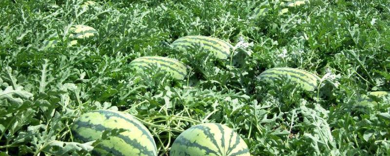 怎样种植西瓜,西瓜苗怎样育好