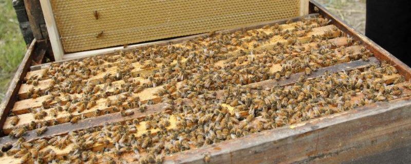 蜜蜂如何养才不飞走，从卵到出房需要几天