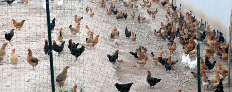 简易鸡舍的搭建,笼养肉鸡舍的负压一般为多少
