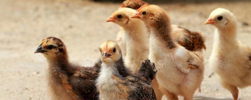 脱温鸡养殖技术要点,脱温鸡苗一般要多少天