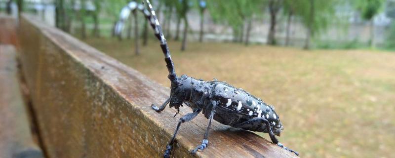 天牛的外形和特点是什么,天牛的显著特征是什么