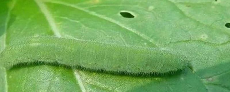 病虫害防治措施有哪些,怎么用草木灰防治病虫害