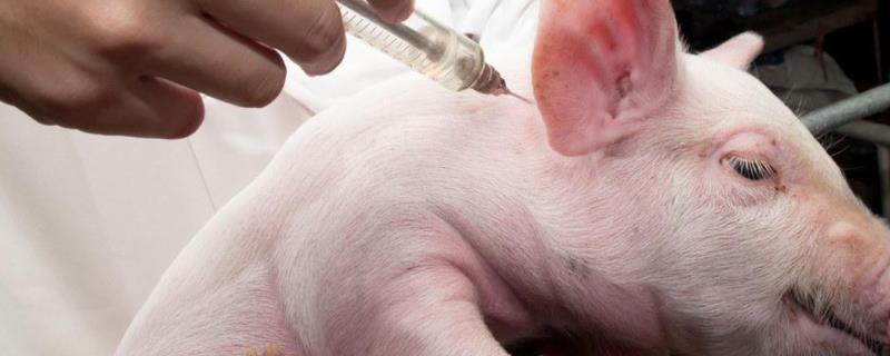 氟苯尼考的用法与用量,可以和什么药混合使用