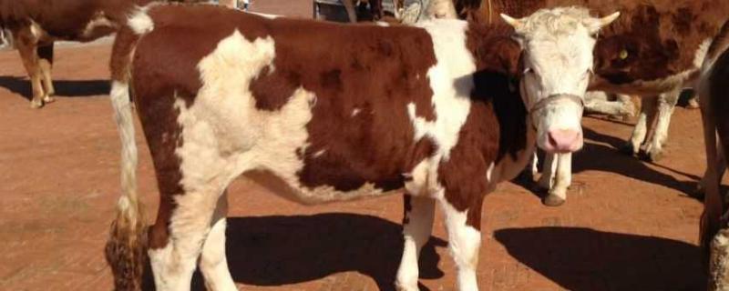 牛高烧用什么药退烧快,牛用的退烧药有哪些