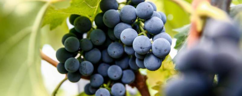 夏黑葡萄种植技术与管理，夏黑葡萄几月份成熟