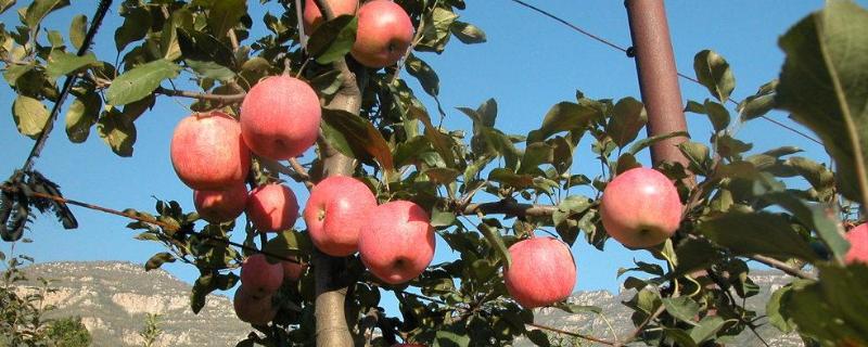 矮砧密植田间管理优势,矮砧密植苹果种植的自然条件