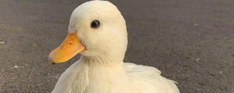 科尔鸭和普通鸭子的区别,1001科尔鸭和普通鸭哪个聪明