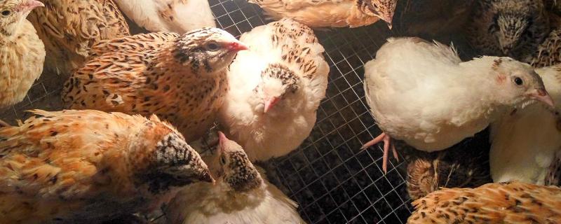 一只鹌鹑为什么养不活,一只鹌鹑一年能下多少个蛋