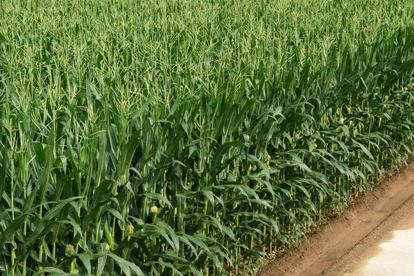 什么玉米种子产量高