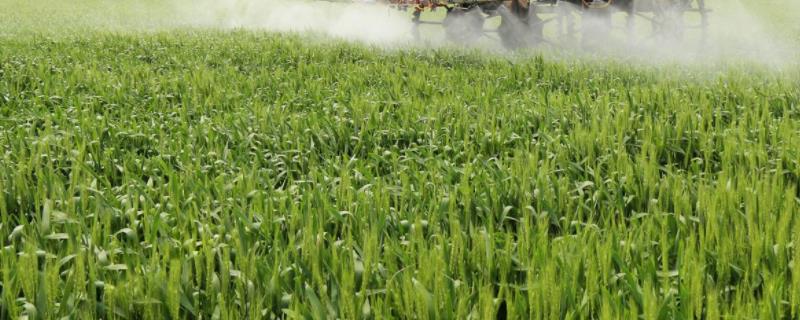多效唑在小麦使用方法及注意事项,多效唑有什么作用