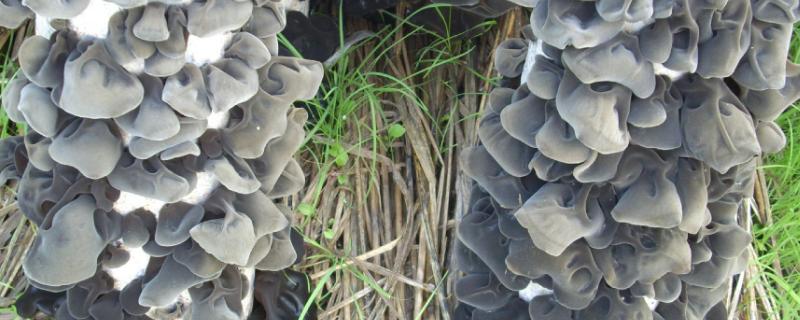 木耳发菌过程怎样通风,木耳发菌结束时怎样进行催耳处理