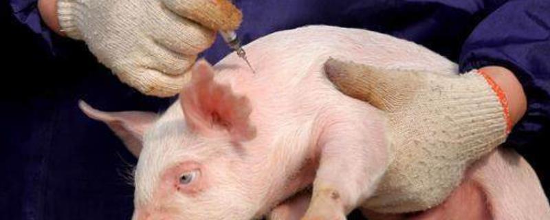 仔猪必打疫苗,新生仔猪伪狂犬怎么治疗