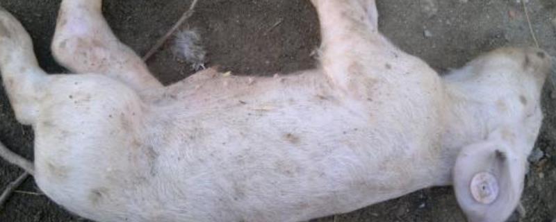 出生仔猪得口蹄怎么办,附症状