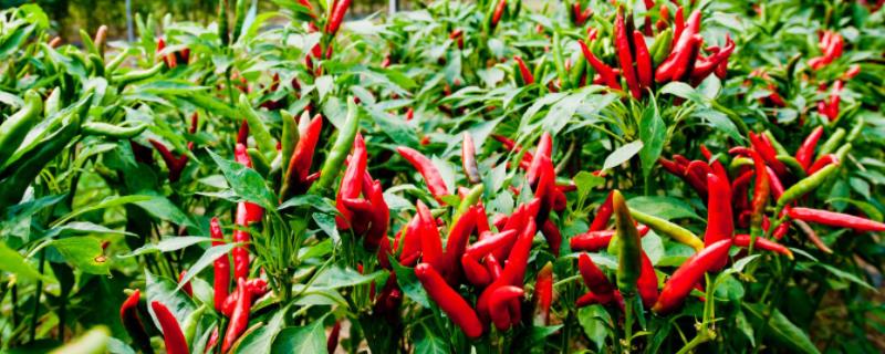 朝天椒高产栽培技术,在家怎么种