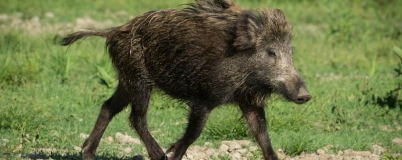 对野猪最有吸引的食物,野猪是保护动物吗