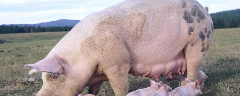 初产母猪奶水不足怎么办,仔后咬人怎么办