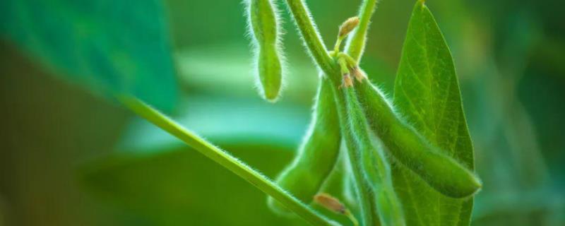 毛豆种植技术与时间,如何才能高产