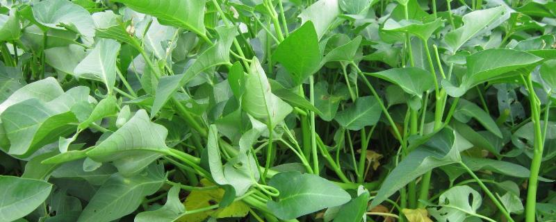 空心菜无土栽培方法,营养液如何配