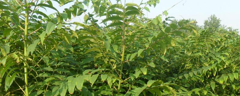 香椿扦插繁殖新技术,附育苗方法及田间管理要点