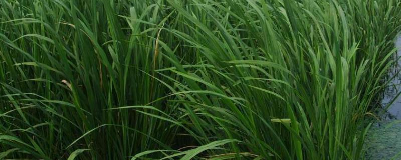 茭白的种植方法和时间,种植多久可以采收