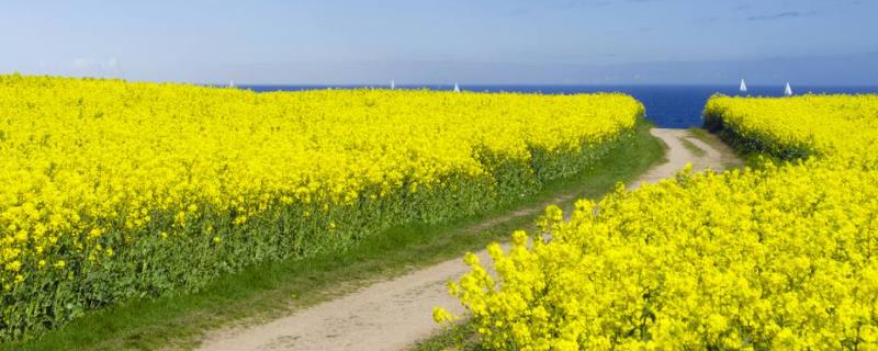 油菜高产种植技术,全球气候变暖会影响油菜的种植吗