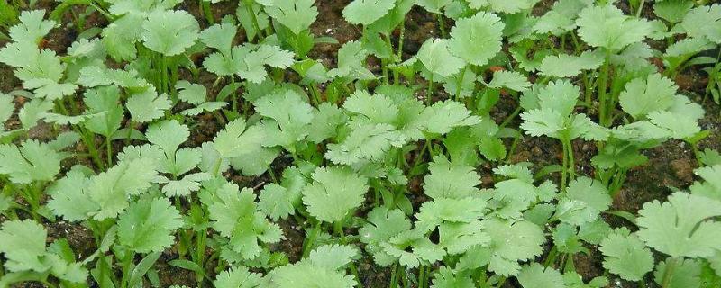 香菜怎么种,什么时候种植合适