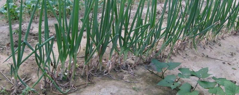 大葱播种时间和技术,附管理办法和病害防治