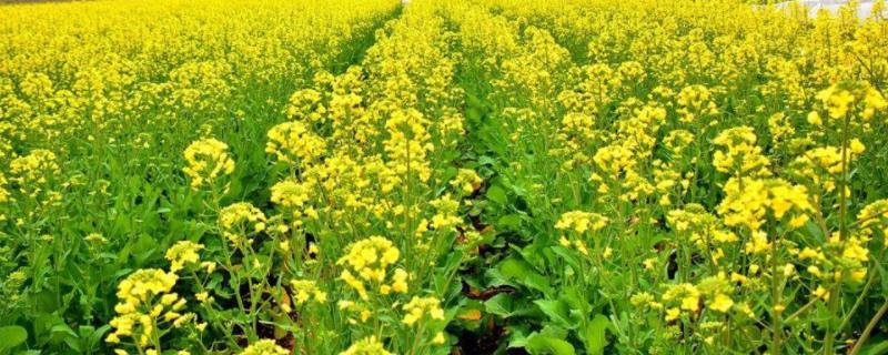 油菜如何种植,附后期管理技术