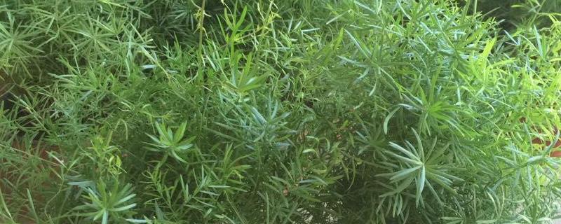 花卉天门冬的养殖方法,种子什么时候采摘