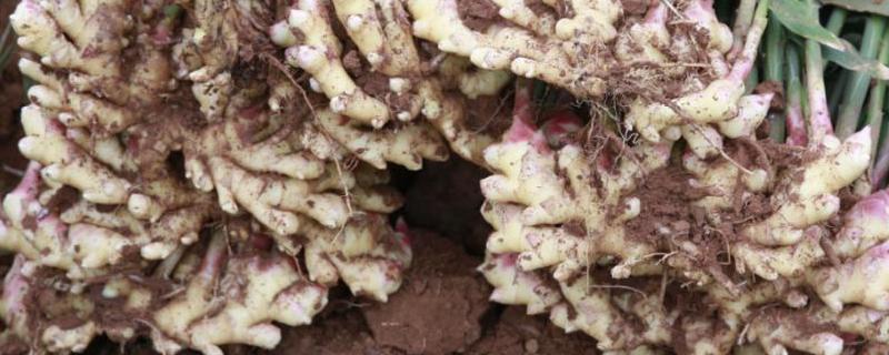 生姜无土栽培技术,种植袋一般用多大规格的