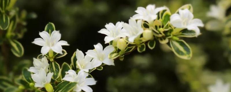 花卉六月雪的养殖方法,附注意事项