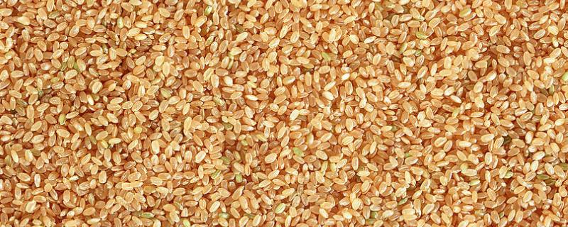 小麦种子烧着了燃烧的物质是,燃烧后剩下的灰烬是什么