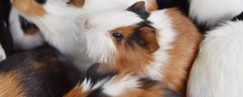 荷兰猪智商相当于几岁,豚鼠和荷兰猪的区别