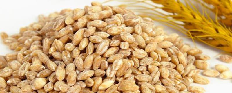 小麦种子结构组成，结构中什么是新植物的幼体