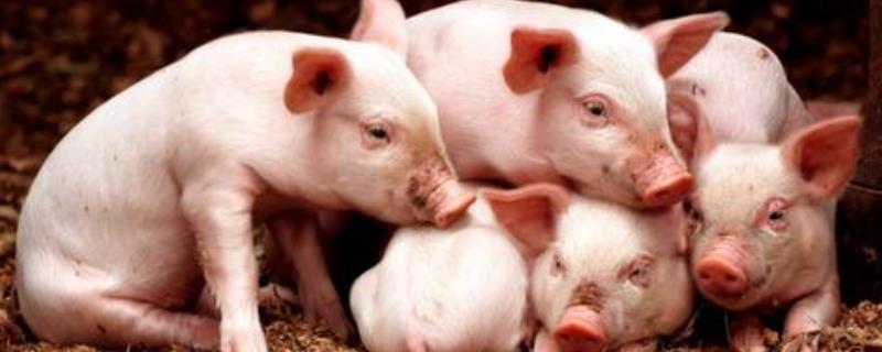 猪鼻子插葱装什么,猪鼻子出血是什么病