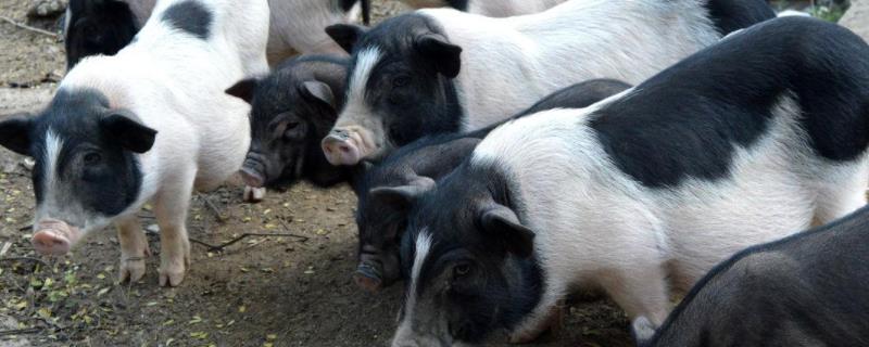 养殖巴马香猪卖不出去怎么办,巴马香猪一般要养多久
