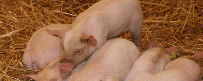 小猪换料后拉稀怎么办，新生小猪尾巴根红破溃怎么办