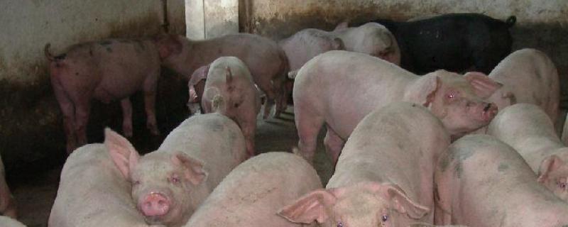 劁猪和骟猪的区别,为什么要骟猪