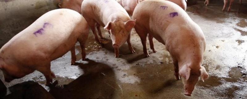 猪打伪狂犬有什么作用,20头份的猪瘟打多少猪