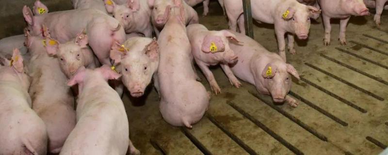 给猪打针在耳后什么位置,猪用针头型号一览表